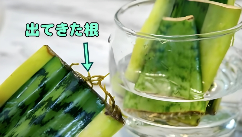 出てきた根