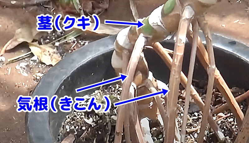 モンステラの気根