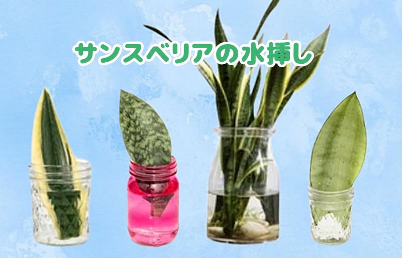 サンスベリアの水差しの様子