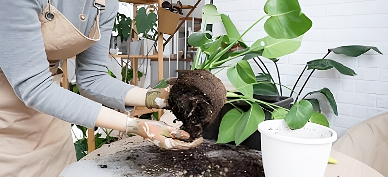 モンステラの植え替えの様子