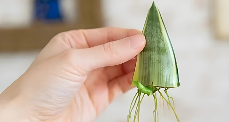 根が出たサンスベリアの様子