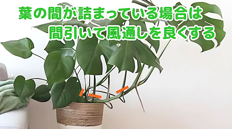 葉と葉の間が詰まっている場合は、内側の葉を間引くことで、風通しを良くする