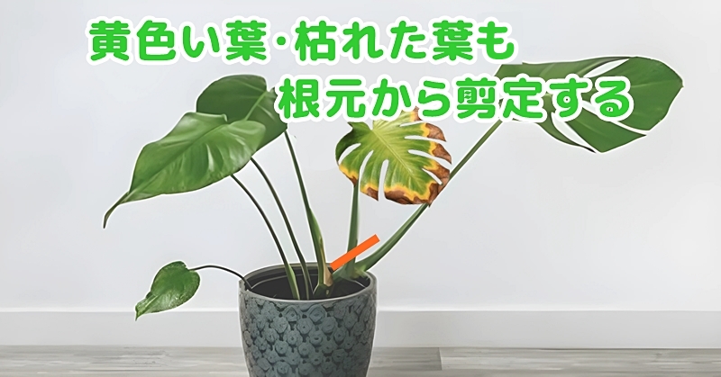 黄色い葉・枯れた葉なども根元から切る