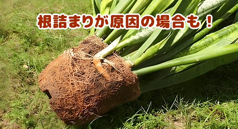 根詰まりの様子