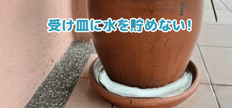 受け皿に水が溜まった様子