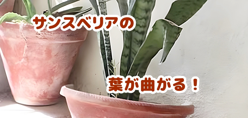 サンスベリアの葉が曲がる