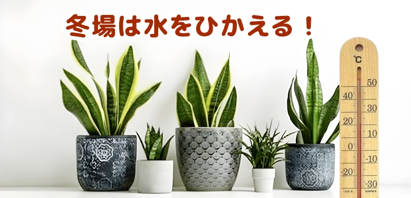 冬場は水を控える