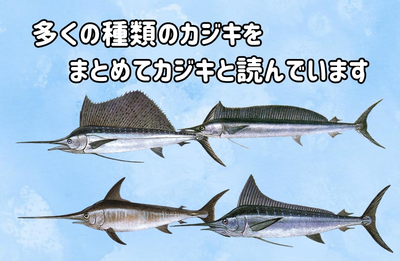 カジキの種類の画像