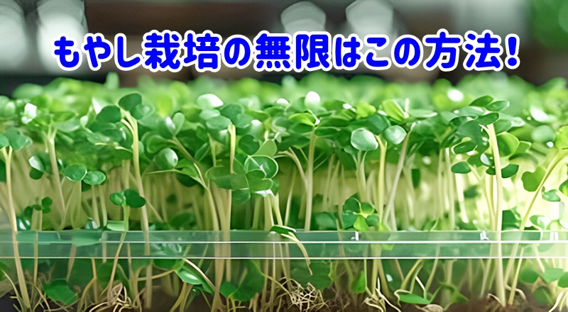 もやし栽培の無限はこの方法!