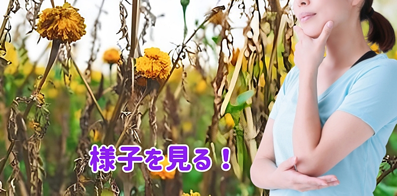 様子を見る女性
