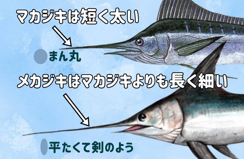 吻(ふん)の違い