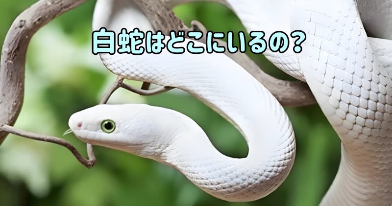 白蛇