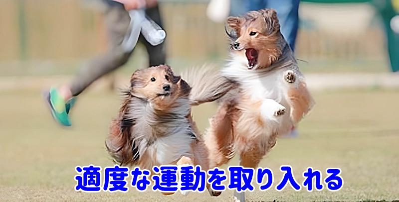 運動をする