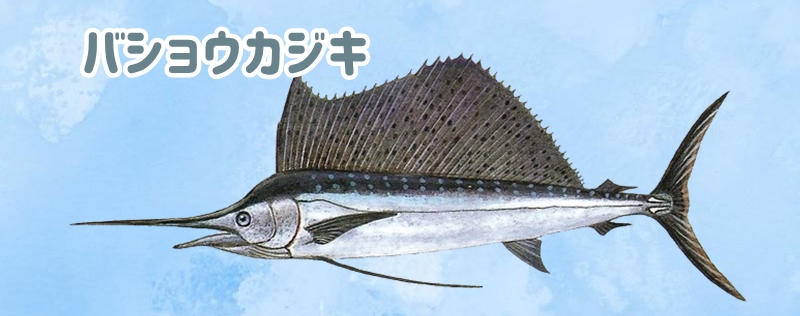 バショウカジキ
