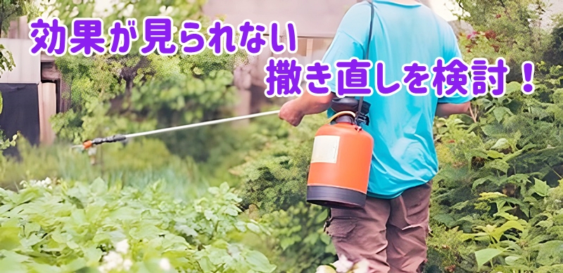 効果が見られないので撒きなおす男性の様子
