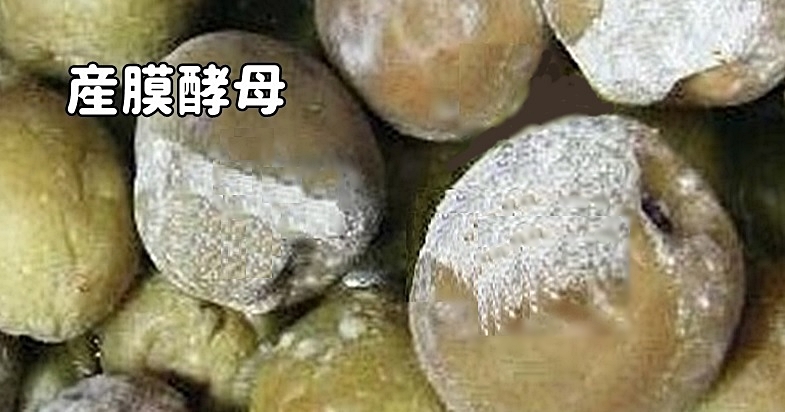 産膜酵母