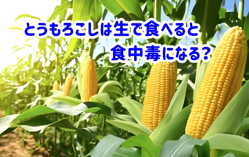 とうもろこしは生で食べると食中毒になる?