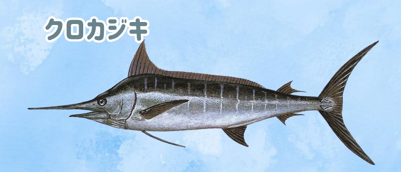 クロカジキ