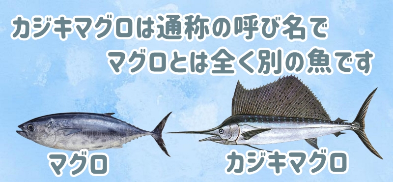 カジキマグロはマグロとは全く別の魚