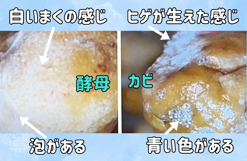 カビと酵母の違い