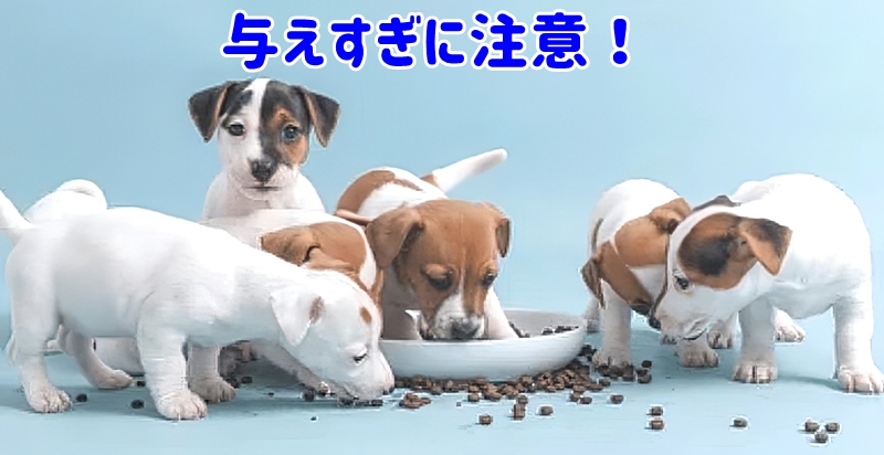 犬が食べる様子