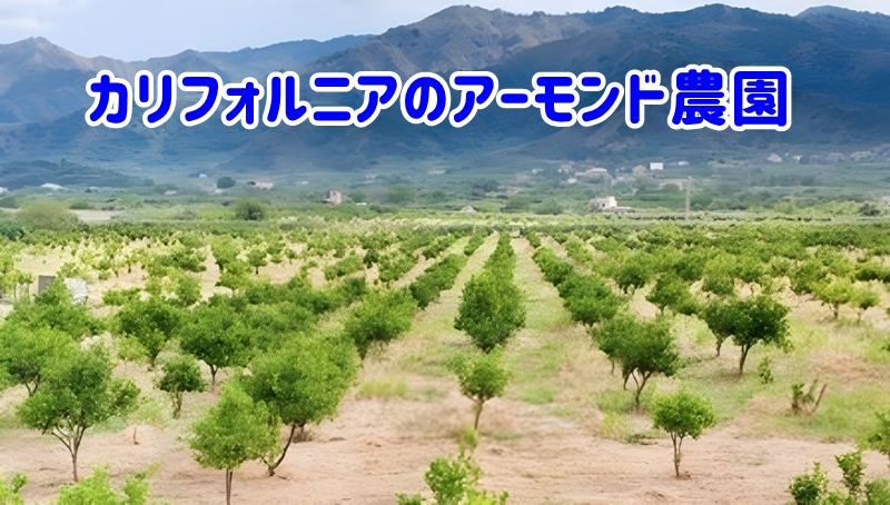 カリフォルニアの広大なアーモンド農園