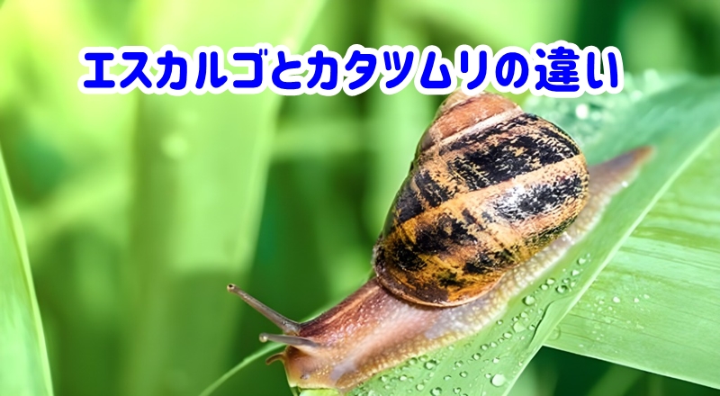 エスカルゴとカタツムリの違い