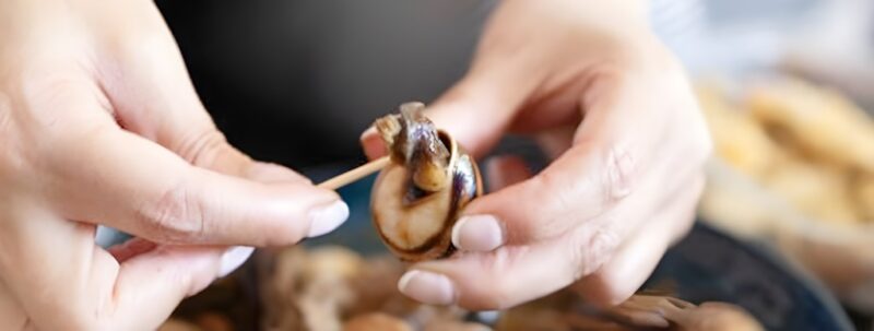 食用エスカルゴ