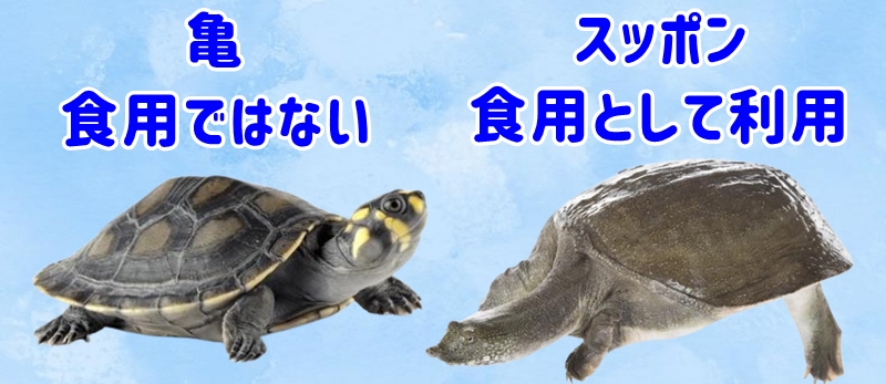 食用と食用でないの違い