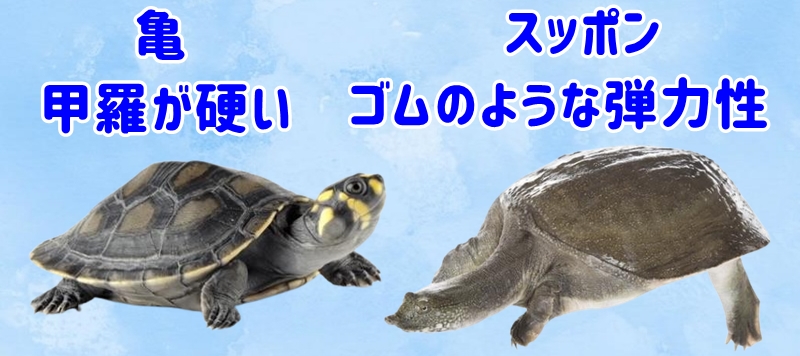 最も大きな違いは甲羅です