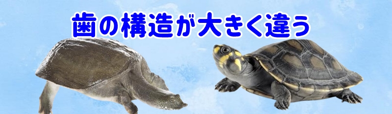 歯の構造も違う