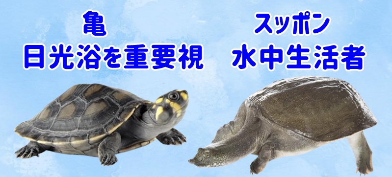 行動パターンの違い