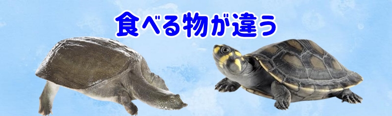 食べる物が違う