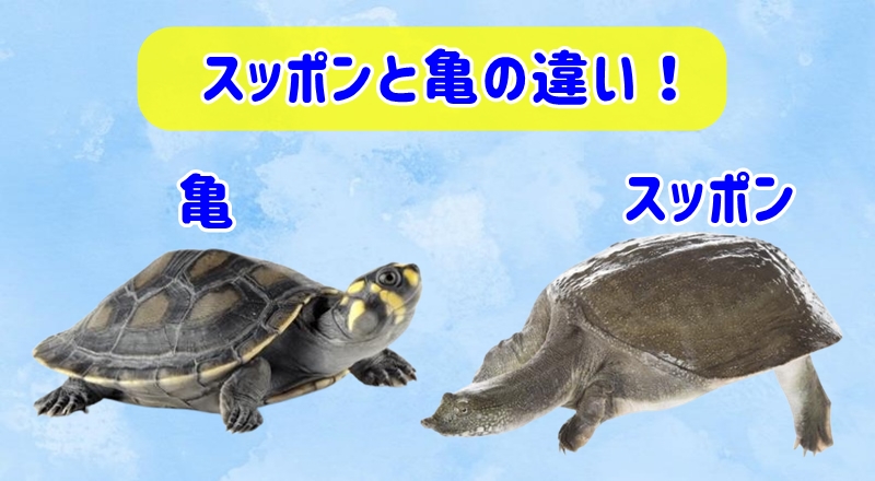 スッポンと亀