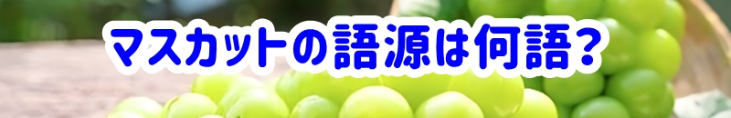マスカットの語源は何語？
