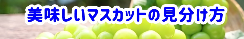 美味しいマスカットの見分け方