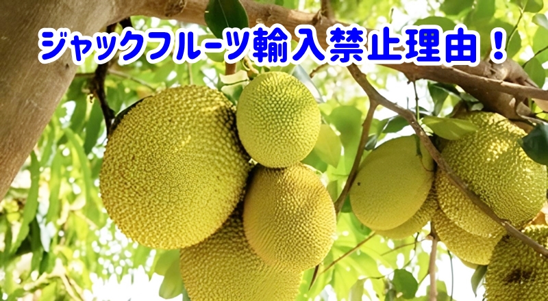ジャックフルーツ輸入禁止理由