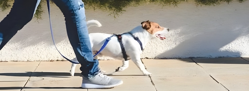 飼い主に付いて行く愛犬