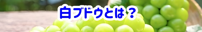 白ブドウとは？