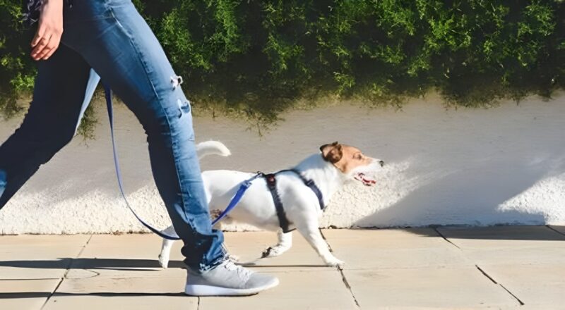 飼い主に付いて行く愛犬の様子