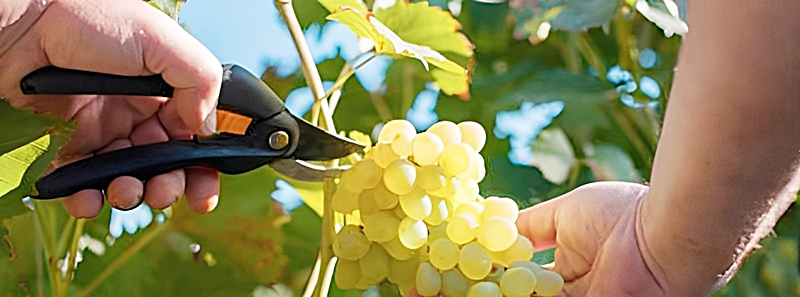 ブドウの栽培