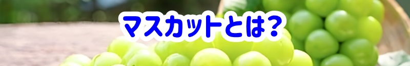マスカットとは？