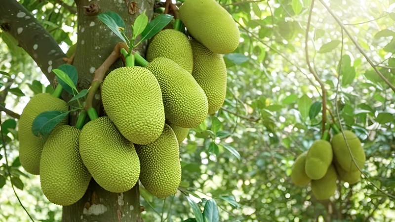 ジャックフルーツの実が付いた木