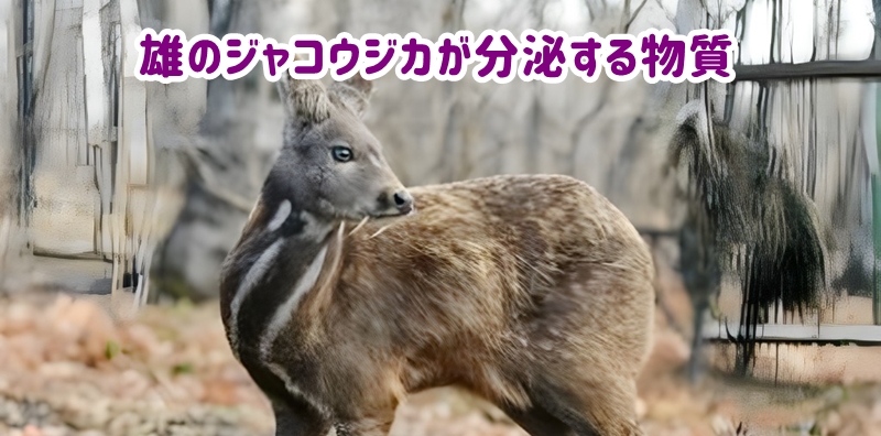 雄のジャコウジカ