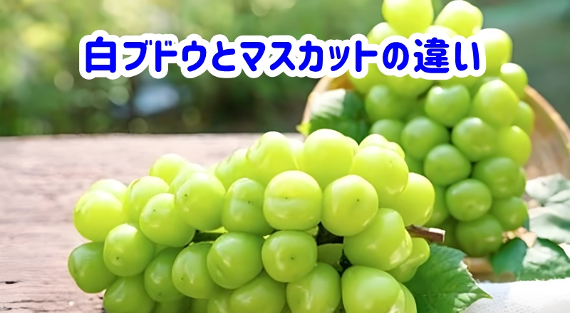 白ブドウとマスカットの違い