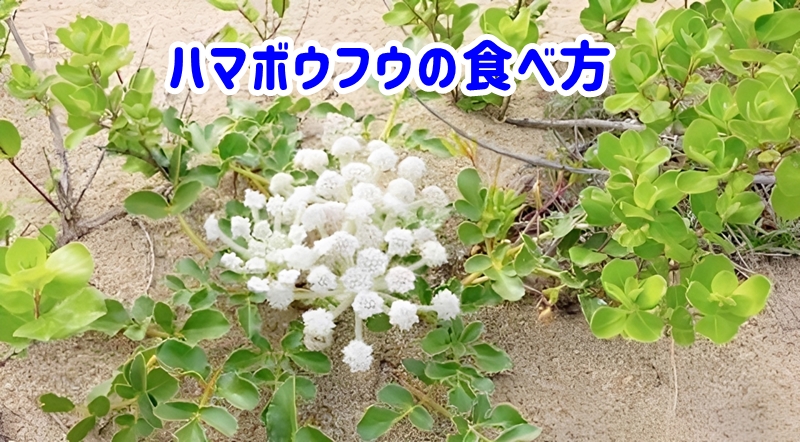 ハマボウフウの食べ方
