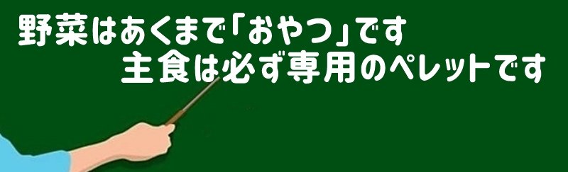 野菜はあくまで「おやつ」です。主食は必ず専用のペレットです
