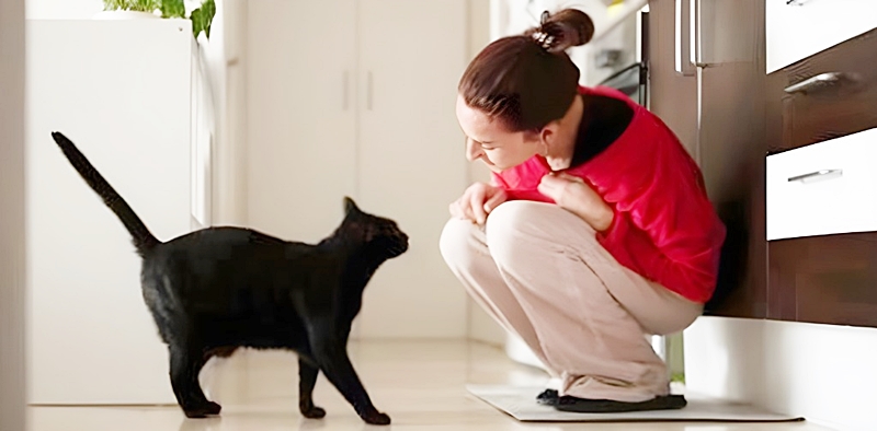 黒猫