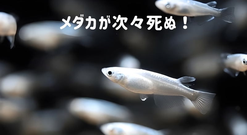 メダカ