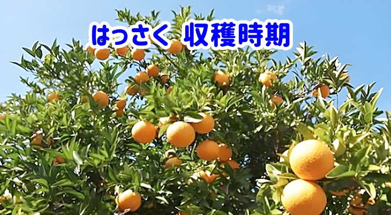 はっさく収穫時期